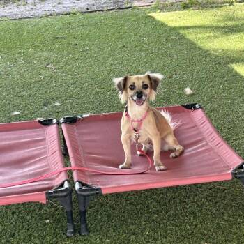 Barbie -  Mixed Breed Dog for Adoption in Jupiter, Florida - Barbie | PetCurious