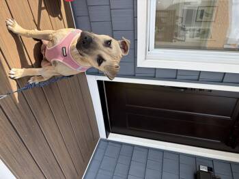 Matilda -  Pit Bull Terrier and American Staffordshire Terrier Dog for Adoption in Oceanport, New Jersey - Matilda | PetCurious