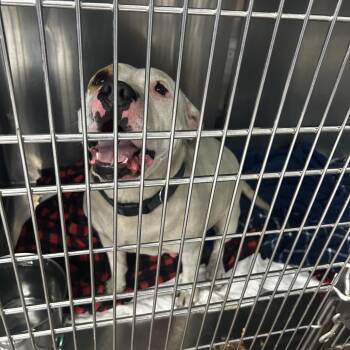 Arden -  Terrier Dog for Adoption in St. Louis, Missouri - Arden | PetCurious