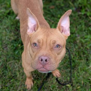 Bingo -  Mixed Breed Dog for Adoption in Syracuse, New York - Bingo | PetCurious