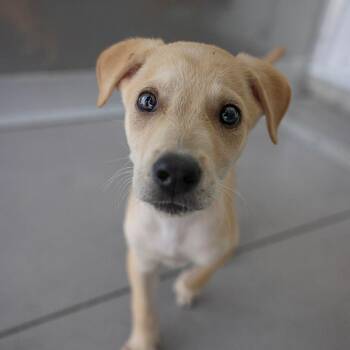 Baguette -  Mixed Breed Dog for Adoption in Bradenton, Florida - Baguette | PetCurious