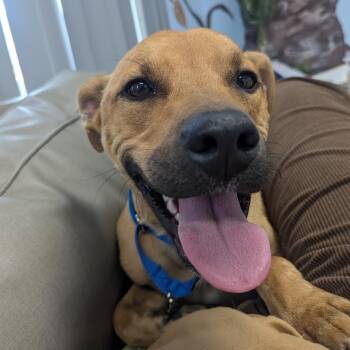 Dobby -  Black Mouth Cur and American Staffordshire Terrier Dog for Adoption in Blue Earth, Minnesota - Dobby | PetCurious