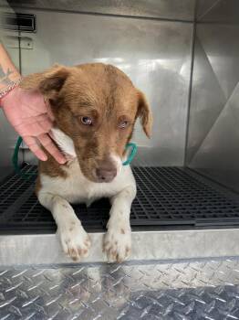 Mixed Breed Dogs Available for Adoption in Dallas, Texas - ETHEL | PetCurious