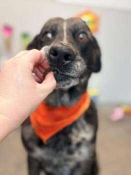 Festival -  Catahoula Leopard Dog Dog for Adoption in Lafayette, Louisiana - Festival | PetCurious