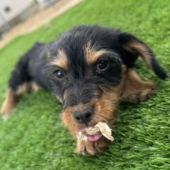 Ms. Itsy Bitsy Poppy -  Dachshund Dog for Adoption in Ridgefield, Washington - Ms. Itsy Bitsy Poppy | PetCurious