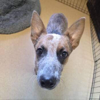 Australian Cattle Dog Blue Heeler Dogs Available for Adoption - Wallaby | PetCurious