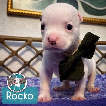 Pit Bull Terrier and American Bully Dogs Available for Adoption in Friendswood, Texas - Rocko Luv | PetCurious