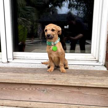 Chihuahua and Border Terrier Dogs Available for Adoption in New Orleans, Louisiana - Chocolate Chip | PetCurious