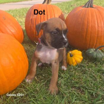 Dot -  Boxer Dog for Adoption in Navarre, Florida - Dot | PetCurious