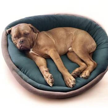 Mastiff Dogs Available for Adoption - WISDOM - Mama Rhea | PetCurious