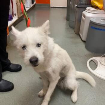 Husky and Terrier Dogs Available for Adoption in Westminster, California - WAGS-Stray-21483 | PetCurious