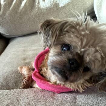 Shih Tzu Dogs Available for Adoption - Barbara Jean | PetCurious