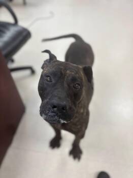 Rescue Mastiff Dogs for Adoption in Clayton, New Jersey - Azriel | PetCurious