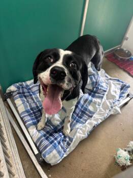 Australian Shepherd and Pit Bull Terrier Dogs Available for Adoption in Wabash, Indiana - Bronx | PetCurious