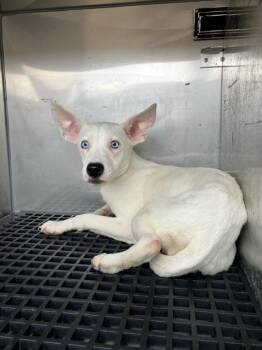 Rescue Mixed Breed Dogs for Adoption in Dallas, Texas - BETTY | PetCurious