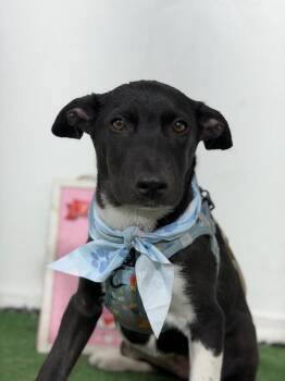 Princess Tiana-One of our Amazing Rescue Dogs -  Whippet and Mountain Cur Dog for Adoption in Carlsbad, California - Princess Tiana-One Of Our Amazing Rescue Dogs | PetCurious
