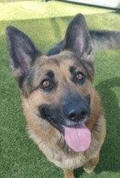 Ramone D5224 -  German Shepherd Dog Dog for Adoption in Fremont, California - Ramone D5224 | PetCurious
