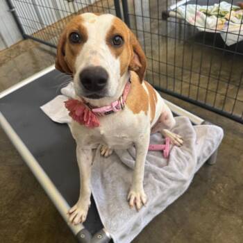 Lonna -  Hound Dog for Adoption in Enfield, New Hampshire - Lonna | PetCurious