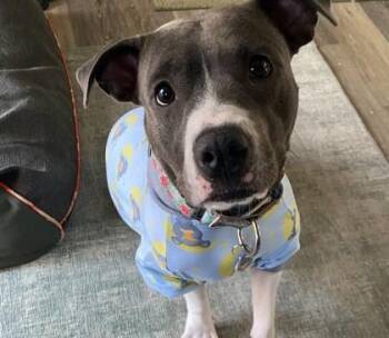 Cheyenne -  Pit Bull Terrier and Mixed Breed Dog for Adoption in Atlanta, Georgia - Cheyenne | PetCurious