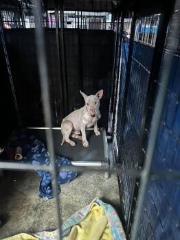 Lyric -  Bull Terrier Dog for Adoption in Huntsville, Alabama - Lyric | PetCurious