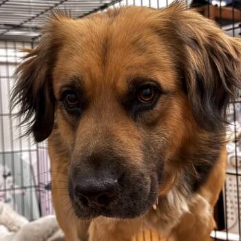 Shepherd Dogs Available for Adoption in Raleigh, North Carolina - Warren | PetCurious