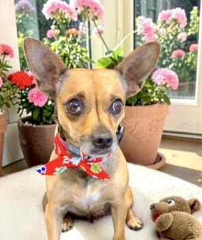 Juliet -  Chihuahua Dog for Adoption in Perry, Iowa - Juliet | PetCurious