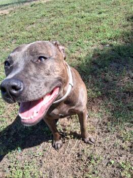 Athena -  Pit Bull Terrier Dog for Adoption in Holly Springs, North Carolina - Athena | PetCurious