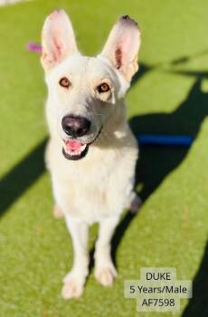 Duke -  German Shepherd Dog Dog for Adoption - Duke | PetCurious