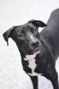 Rescue Retriever Dogs for Adoption in Manchester, New Hampshire - Snoop In NH! Come Meet Our Adoptable Dogs Wednesday-Saturday. Mo | PetCurious