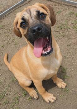 Hawthorne -  Pug and Boxer Dog for Adoption in Minneapolis, Minnesota - Hawthorne | PetCurious