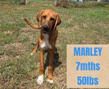 MARLEY -  Mixed Breed Dog for Adoption in Holbrook, New York - MARLEY | PetCurious