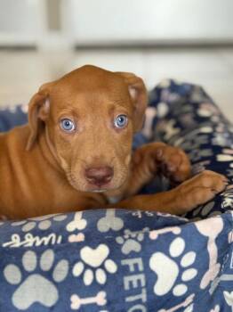 Mia -  Vizsla Dog for Adoption in North Reading, Massachusetts - Mia | PetCurious