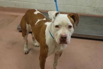 JENNIE -  Mixed Breed Dog for Adoption in Columbia, South Carolina - JENNIE | PetCurious