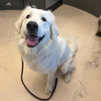 Kilo -  Mixed Breed Dog for Adoption in Spokane, Washington - Kilo | PetCurious