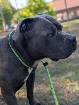 Biscuit -  Mixed Breed Dog Available for Adoption in Douglasville, Georgia - Biscuit | PetCurious