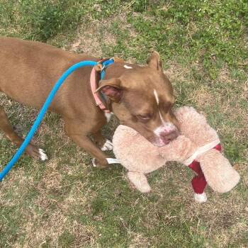Pit Bull Terrier Dogs Available for Adoption in Sarasota, Florida - Snuggles | PetCurious