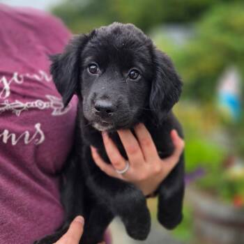 CT Belgrade avail Sep 26 -  Labrador Retriever and Great Pyrenees Dog for Adoption in Eastford, Connecticut - CT Belgrade Avail Sep 26 | PetCurious