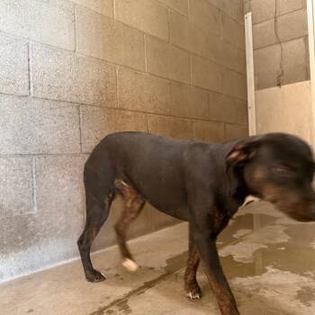 Guess -  Chihuahua and Mixed Breed Dog for Adoption in Yuma, Arizona - Guess | PetCurious