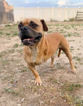 Hopper -  Pug and Boxer Dog for Adoption in Severance, Colorado - Hopper | PetCurious