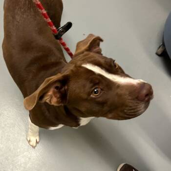 Rescue Mixed Breed Dogs for Adoption in Asheville, North Carolina - Nutmeg | PetCurious