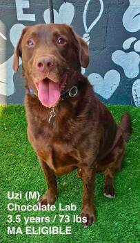 Uzi -  Labrador Retriever Dog for Adoption in Pomfret, Connecticut - Uzi | PetCurious