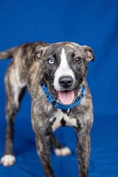 ASTRID -  Whippet and Siberian Husky Dog for Adoption in Belleville, Illinois - ASTRID | PetCurious