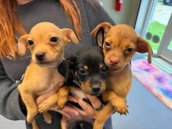 Taro -  Chihuahua Dog for Adoption in Sedalia, Colorado - Taro | PetCurious