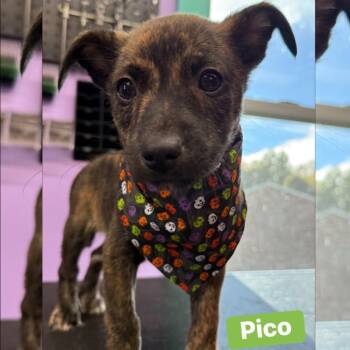 Rescue Mixed Breed and Chihuahua Dogs for Adoption in Kittanning, Pennsylvania - Pico 8-30-25 | PetCurious
