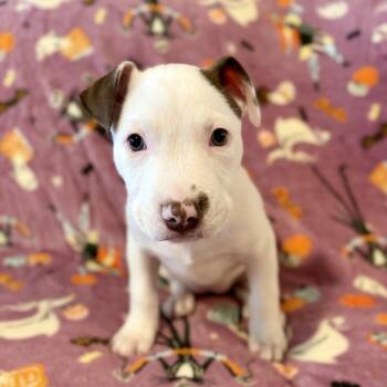 Jazz -  Pit Bull Terrier Dog for Adoption in Chandler, Arizona - Jazz | PetCurious