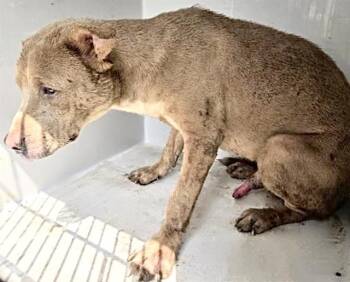 Labrador Retriever and Mixed Breed Dogs Available for Adoption in Houston, Texas - EVEREST | PetCurious