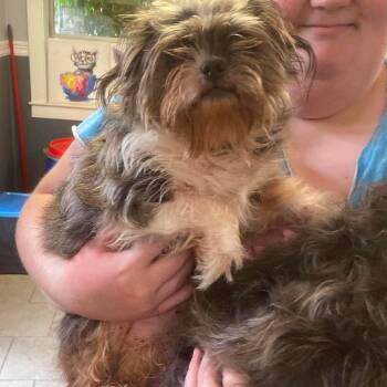 Princess -  Mixed Breed Dog for Adoption in Huntington, West Virginia - Princess | PetCurious