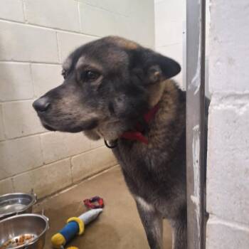 Shepherd and Husky Dogs Available for Adoption - Pavarotti | PetCurious