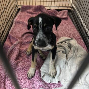 Lucky -  Australian Cattle Dog Blue Heeler Dog for Adoption in Starkville, Mississippi - Lucky | PetCurious