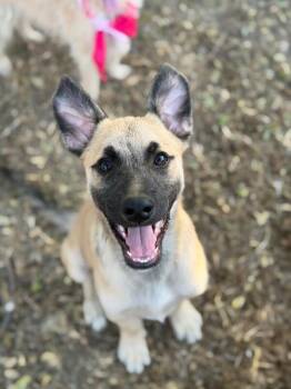 Brody-One of our Amazing Rescue Dogs -  German Shepherd Dog and Black Mouth Cur Dog for Adoption in Carlsbad, California - Brody-One Of Our Amazing Rescue Dogs | PetCurious
